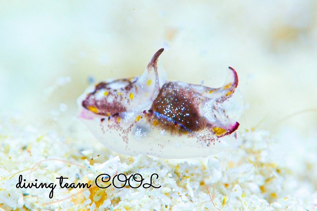 カラスキセワタ