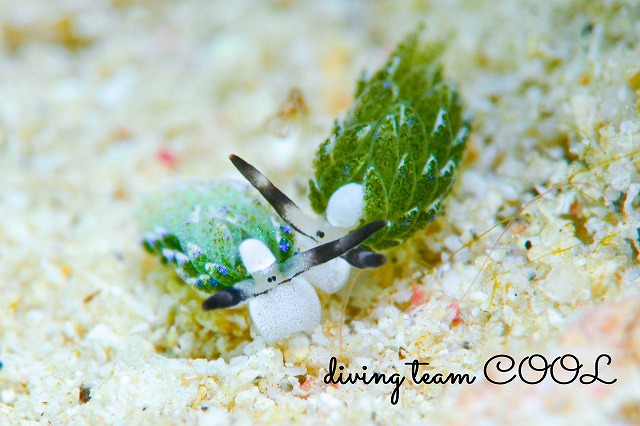 セジロモウミウシ