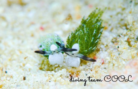 セジロモウミウシ