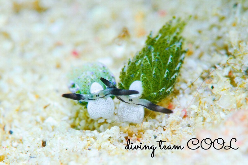 セジロモウミウシ