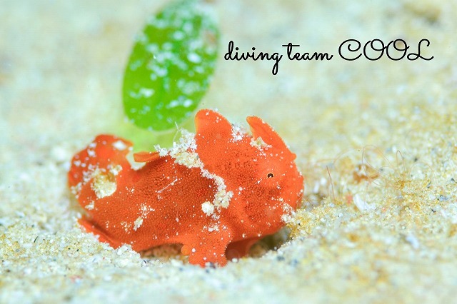 カエルアンコウの幼魚