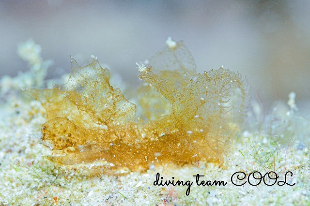 マツゲメリベウミウシ