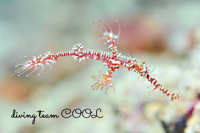 ニシキフウライウオ