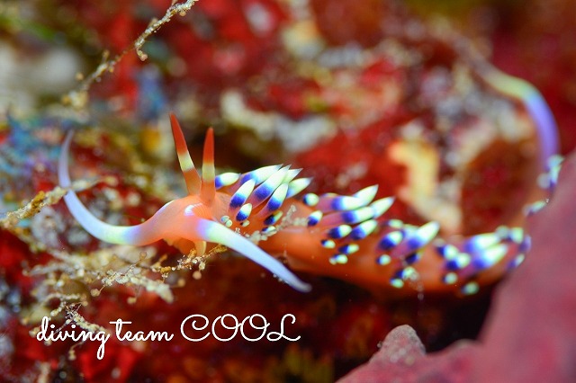 ヒブサミノウミウシ