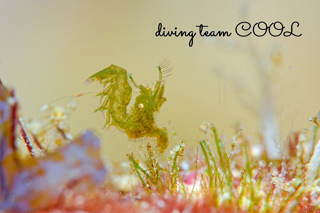 フィコカリス・シムランス