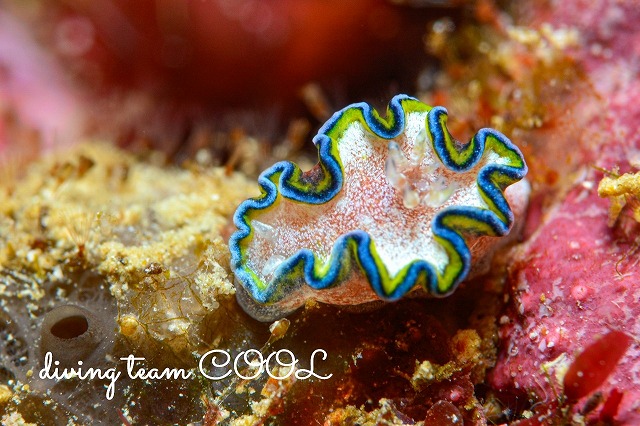 モンジャウミウシ