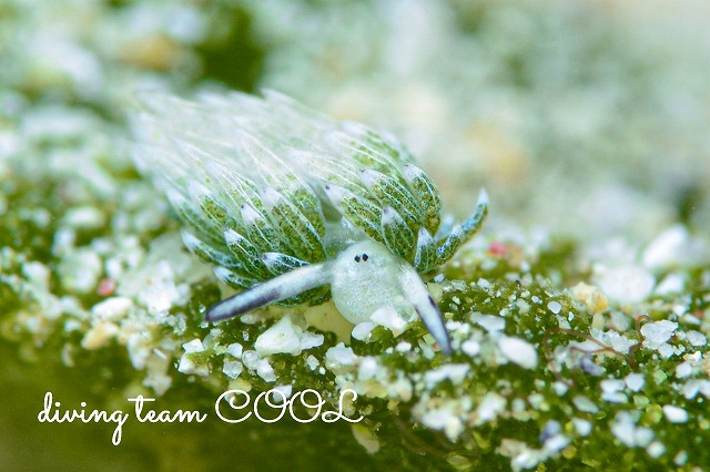 ウサギモウミウシ