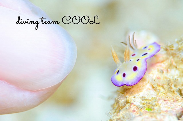 オトヒメウミウシ