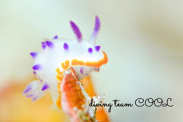 レンゲウミウシ