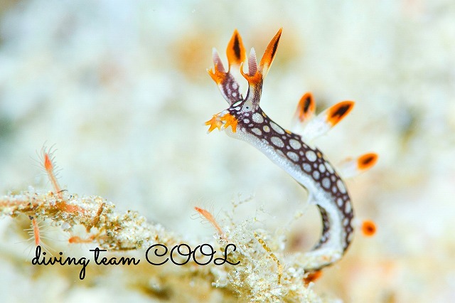 ヒオドシユビウミウシ