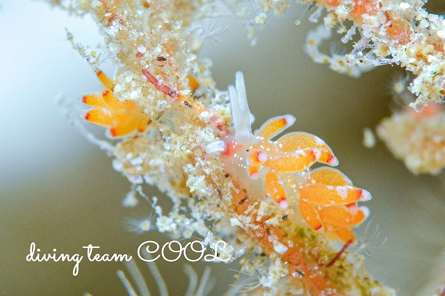 シロタエミノウミウシ属の一種75