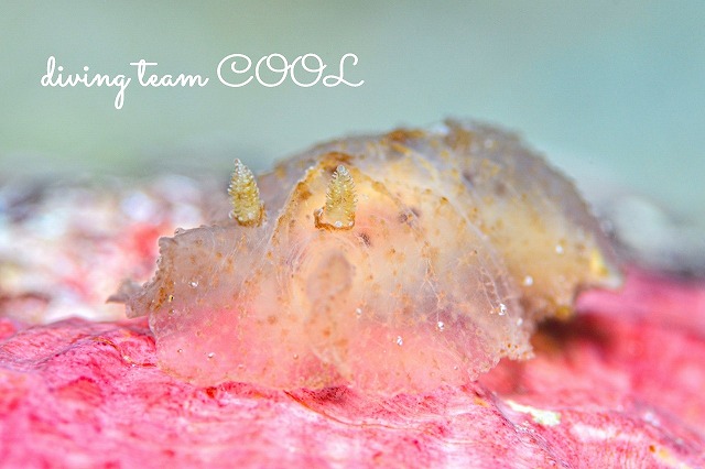 オブラートウミウシ