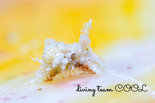 マメツブウミコチョウ