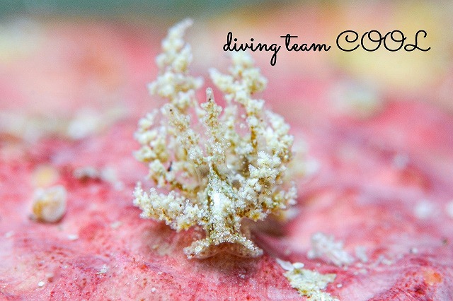 カラジシウミウシ