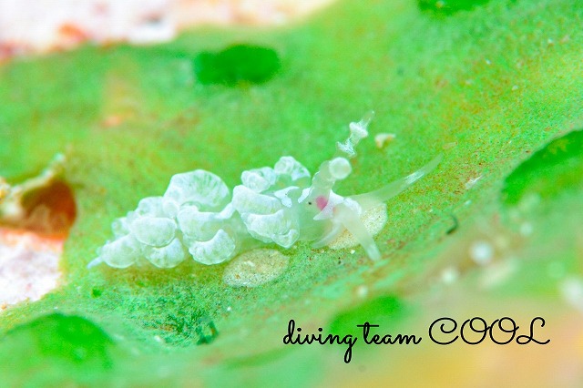 チゴミノウミウシ