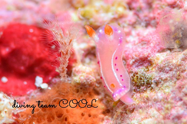 ジュッテンイロウミウシ