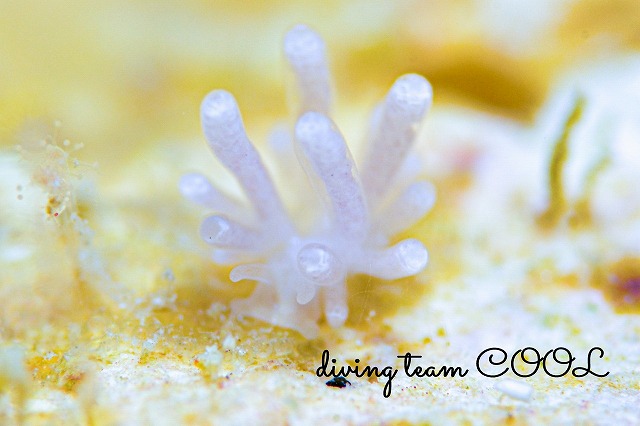 コモリミノウミウシ