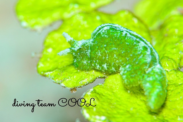 ウチワミドリガイ