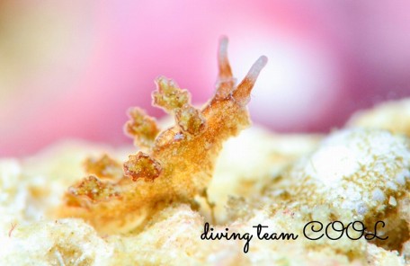 ヒイラギウミウシ