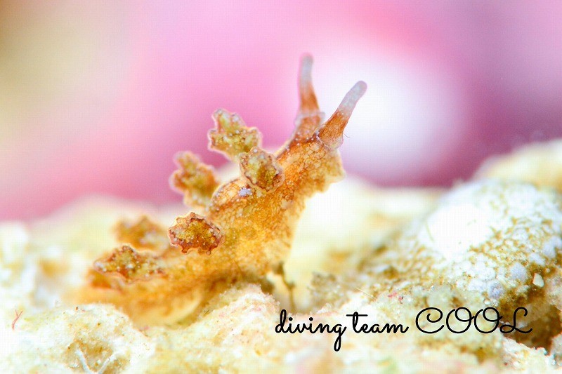 ヒイラギウミウシ