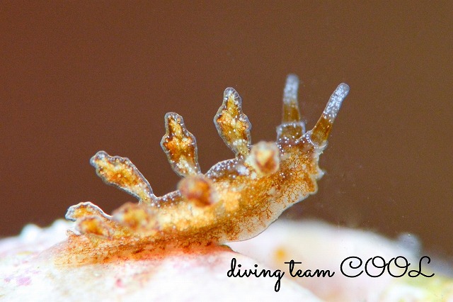 ヒイラギウミウシ