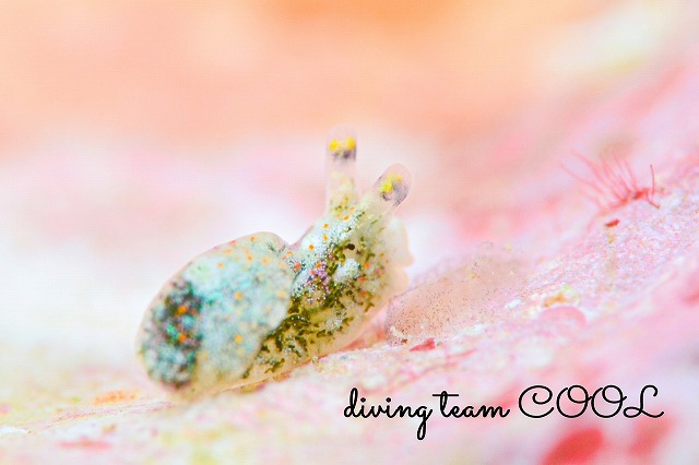 ツノクロミドリガイ