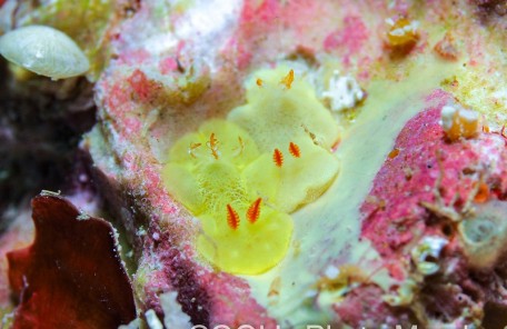 シラユキウミウシ属の一種3