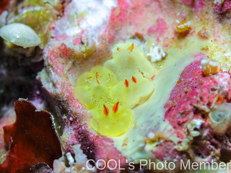 シラユキウミウシ属の一種3