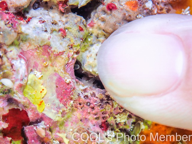 シラユキウミウシ属の一種3