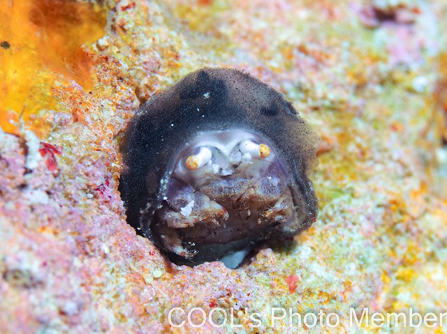 カイカムリの仲間