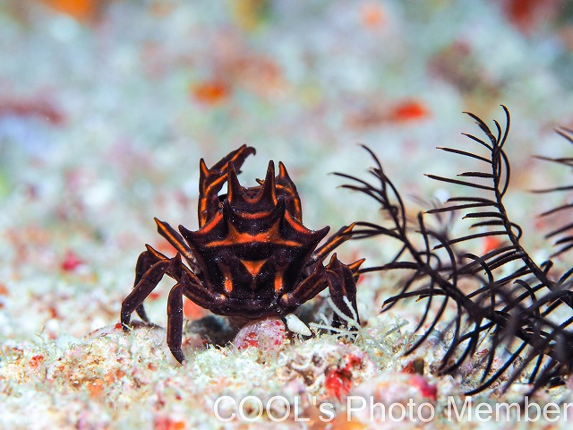 トゲコマチガニ