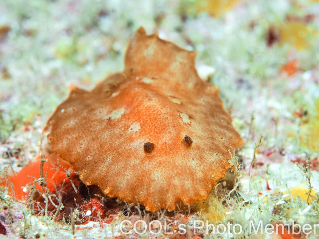 カステラウミウシ