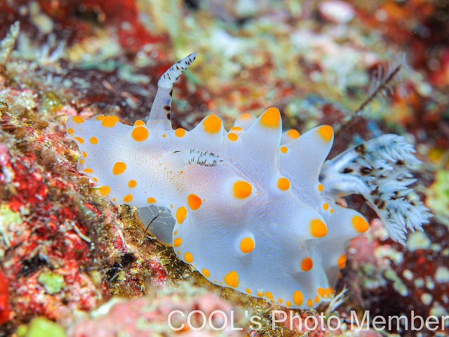 コンペイトウウミウシ