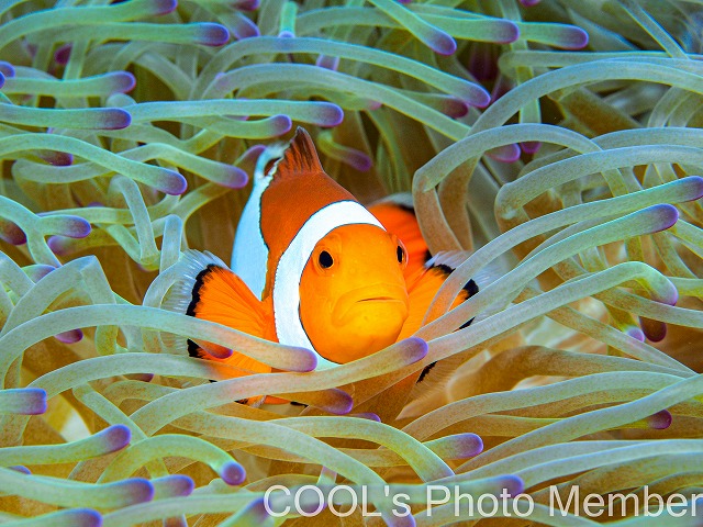 カクレクマノミ