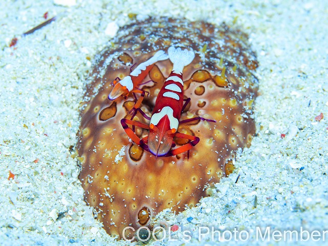 ウミウシカクレエビ