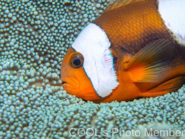 トウアカクマノミ