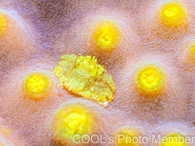 アシビロサンゴヤドリガニ