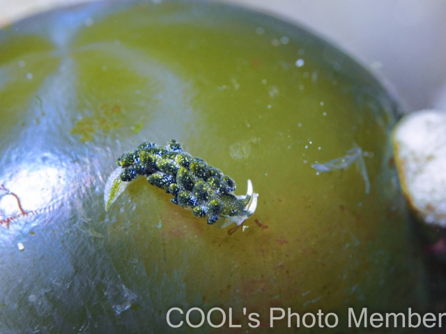 バロニアモウミウシ