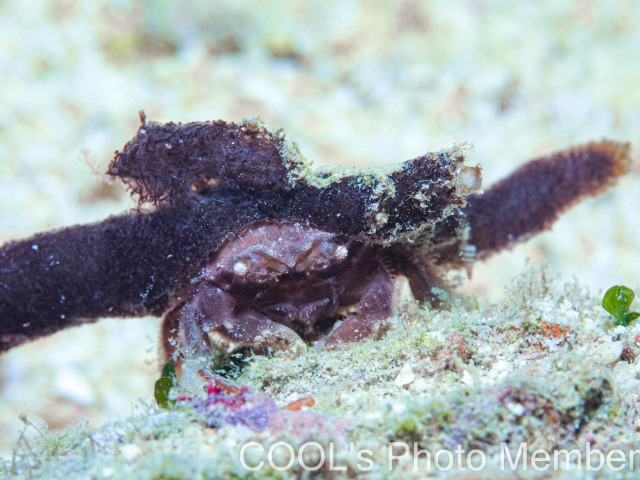 カイカムリの仲間