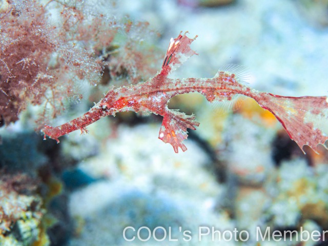 ホソフウライウオ