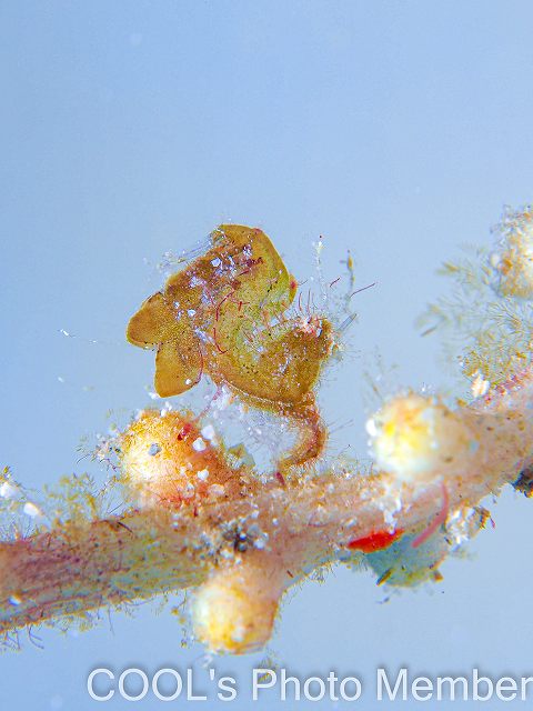 フィコカリス・シムランス