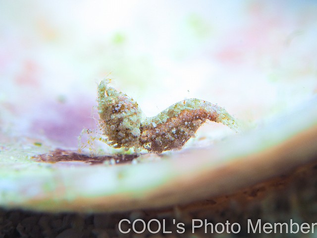 サシミシュリンプ