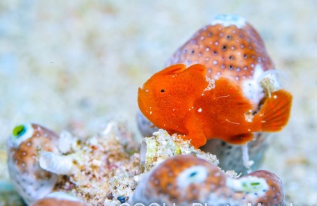カエルアンコウの幼魚