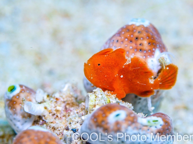 カエルアンコウの幼魚