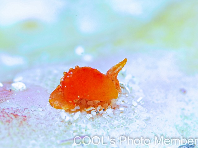 ムラサキウミコチョウ属の一種2