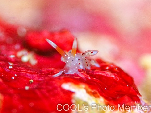 クサマミノウミウシ