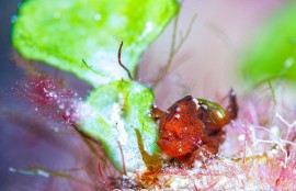 カエルアンコウの幼魚