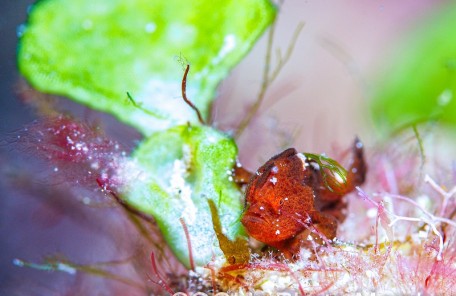 カエルアンコウの幼魚