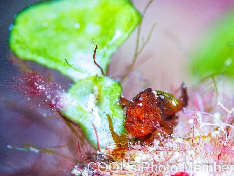 カエルアンコウの幼魚