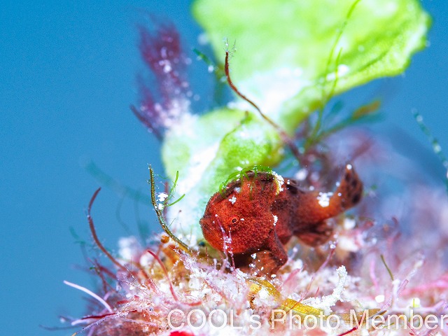 カエルアンコウの幼魚